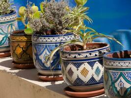 a row of pots with plants in them photo