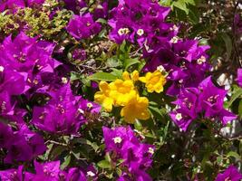 púrpura flores y amarillo flores son creciente juntos foto