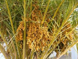 a palm tree with yellow fruits hanging from it photo