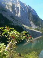 a mountain in the background photo