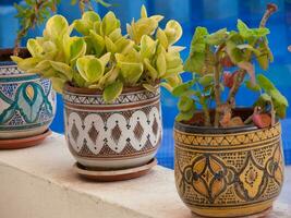 a group of pots with plants sitting on a ledge photo