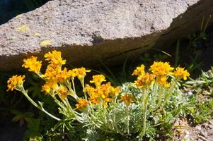 a group of yellow flowers growing in a rocky area photo