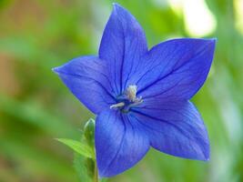 un azul flor con un verde vástago foto