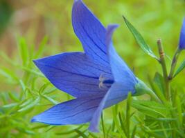 a blue flower in the grass photo