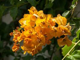 a bunch of orange flowers photo