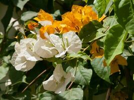 a white and orange flower photo