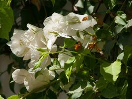 a close up of a white flower with green leaves photo