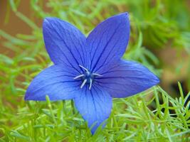 un azul flor con un verde vástago foto