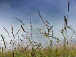 tall grasses in a field with a blue sky photo