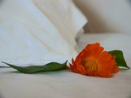 a flower on a bed photo