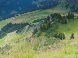 a grassy hillside photo