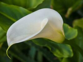 un blanco calla lirio es en el medio de un verde planta foto