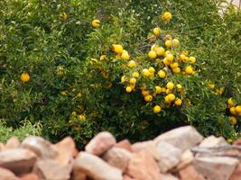 a tree with many lemons growing on it photo