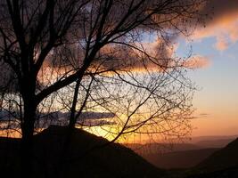 a tree with no leaves photo