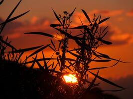 a sunset with a plane in the background photo