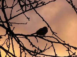 un pájaro sentado en un rama a puesta de sol foto