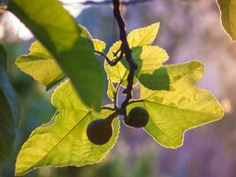 figs on a fig tree photo