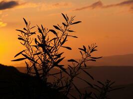 a tree with leaves photo