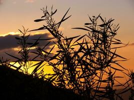 a sunset with a tree in the background photo