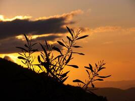 a sunset with a tree in the foreground photo