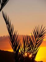 a sunset with a plane in the background photo