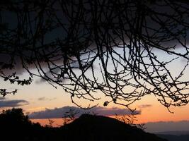 a tree with leaves and branches in the foreground photo