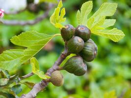 a fig tree with ripe fruit on it photo