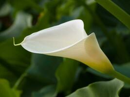 a white calla lily in the garden photo