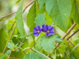 a blue flower is on a green leaf photo