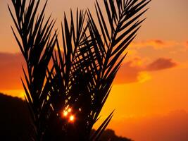 un puesta de sol con un palma árbol en el primer plano foto