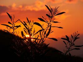 a sunset with a tree in the foreground photo