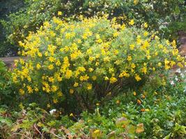 a bush with yellow flowers in a garden photo