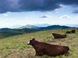 the cows are brown photo