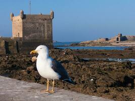 a bird standing on a stone wall photo