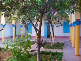 a tree in a courtyard photo