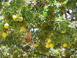 a tree with many yellow fruits hanging from it photo