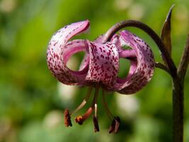 a close up of a flower with spots on it photo