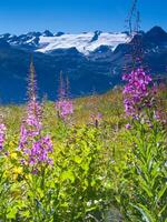 a field of flowers photo