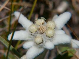 a close up of a flower with white fuzz photo