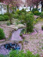 a small pond surrounded by pink flowers photo