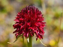 a red flower with long stems in the grass photo