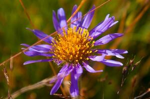 a purple flower with yellow stamen in the grass photo