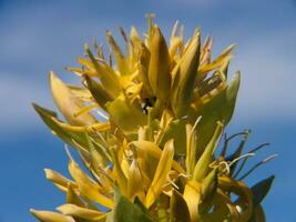 a close up of a yellow flower with a blue sky in the background photo