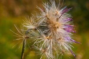 un cerca arriba de un flor con un semilla foto