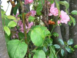 un mariposa es sentado en un arbusto con rosado flores foto