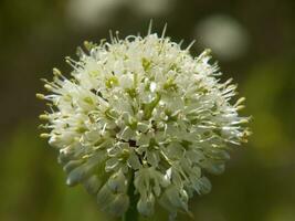 a close up of a white flower with green centers photo