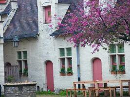 a tree with pink flowers photo