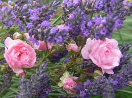 a bunch of purple and pink flowers photo