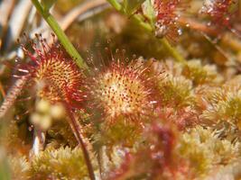 a close up of a plant with red flowers photo