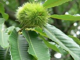 a green nut on a tree branch photo